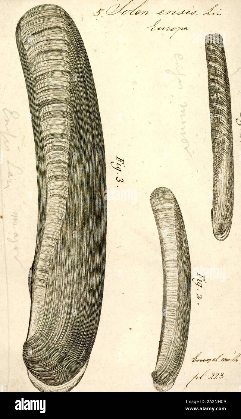 Solen ensis, stampa Ensis ensis, o la spada rasoio, è una lama di rasoio vongola, un mare di molluschi bivalvi in famiglia Pharidae. Essa vive sepolto nella sabbia e si trova al largo delle coste del nord-ovest dell'Europa Foto Stock