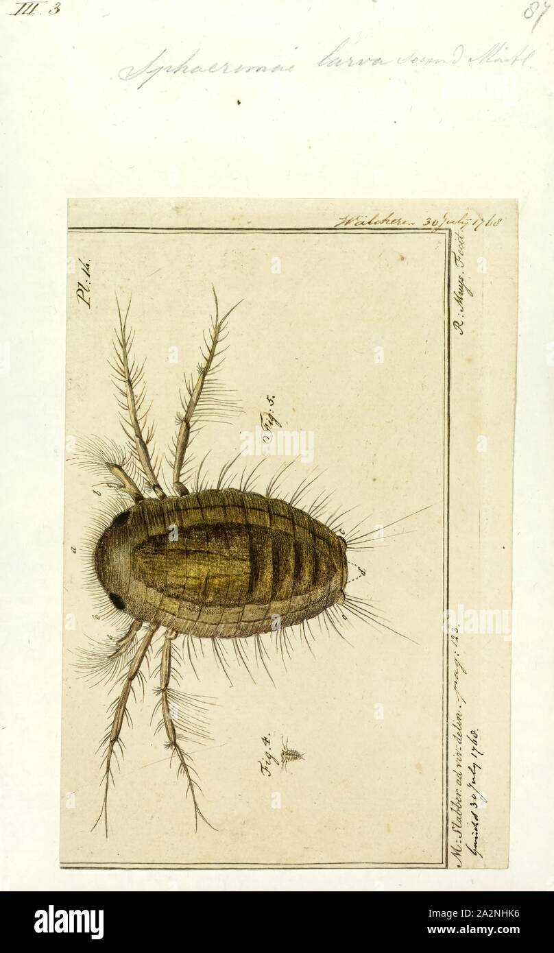 Sphaeroma larva, stampa Sphaeroma è un genere di acquatico isopod crostacei, parte della famiglia Sphaeromatidae Foto Stock
