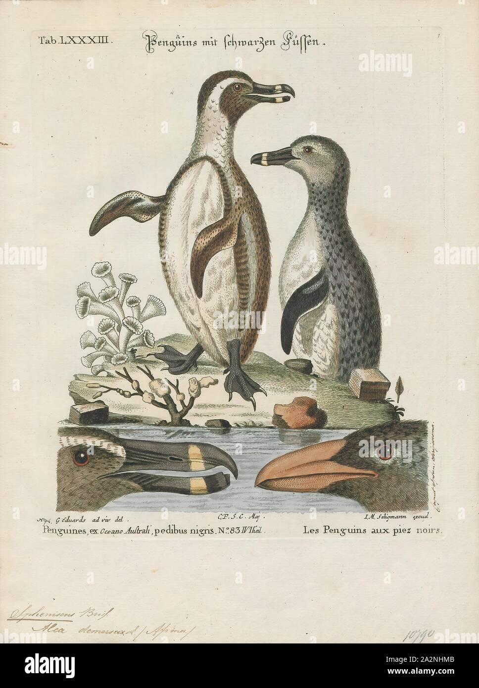 Spheniscus demersus, stampa il pinguino africano (Spheniscus demersus) è una specie di pinguino confinata al sud nelle acque africane. Come tutti i pinguini esistenti, è flightless, con un corpo affusolato e le ali irrigidite e appiattito in pinne per un habitat marino. Gli adulti pesano in media 2,2-3,5 kg (4.9-7.7 lb) e sono 60-70 cm (24-28 in alto). Essa si contraddistingue per le patch di rosa di pelle al di sopra gli occhi e un nero maschera facciale; il corpo upperparts sono neri e nettamente delineata dal underparts bianchi, che vengono individuati e contrassegnati con una banda nera. La ghiandola rosa sopra i loro occhi aiuta a Foto Stock