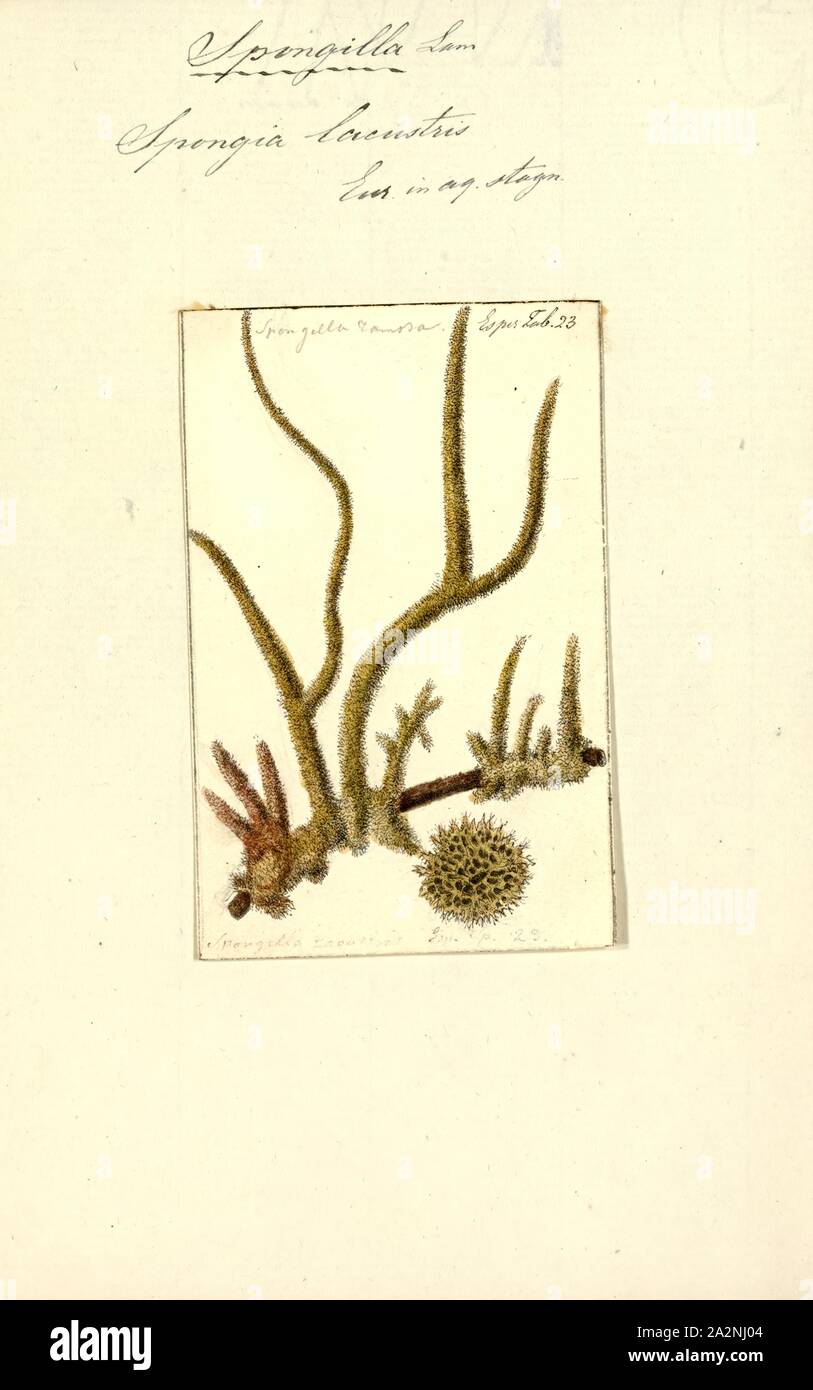 Spongia lacustris, stampa Spongilla lacustris è una specie di spugna di spugna di acqua dolce famiglia Spongillidae che vive sui laghi di acqua dolce. Essa è spesso cresce sotto tronchi o pietre. Si va dal Nord America in Europa e in Asia. Essi hanno la capacità di riprodurre sia asexually e sessualmente. Essi diventano dormienti durante il periodo invernale Foto Stock