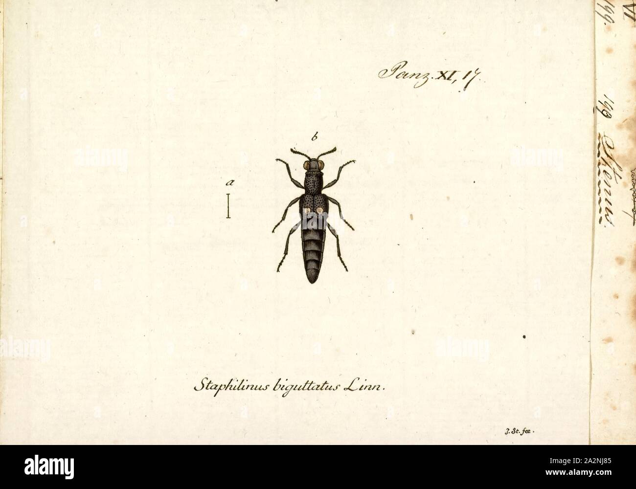 Stenus, stampa Stenus è un genere di semiaquatic stafilinidi nella sottofamiglia Steninae, e probabilmente il più grande genere nel regno Animalia, con circa 3000 specie conosciute in tutto il mondo (solo lo scarabeo genere Agrilus è di dimensioni comparabili). Essi sono noti per il nuoto emettendo pygidial secrezioni ghiandolari che riducono la tensione superficiale e permettere loro di muoversi sulla superficie dell'acqua Foto Stock