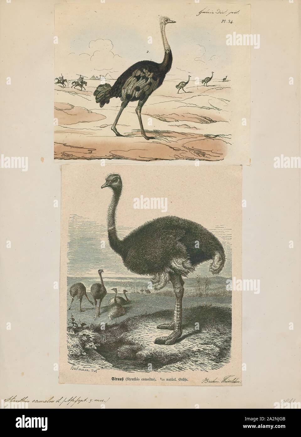 Struthio camelus, stampa il comune (struzzo Struthio camelus), o semplicemente struzzi, è una specie di grandi specie di uccelli nativi di alcune grandi aree dell'Africa. È una delle due specie esistenti di struzzi, il solo membra vive del genere Struthio nell'ordine di ratiti di uccelli. L altro è il somalo (struzzo Struthio molybdophanes), che è stata riconosciuta come una specie distinta da BirdLife International nel 2014 che sono state precedentemente considerate molto peculiare sottospecie di struzzo., 1700-1880 Foto Stock