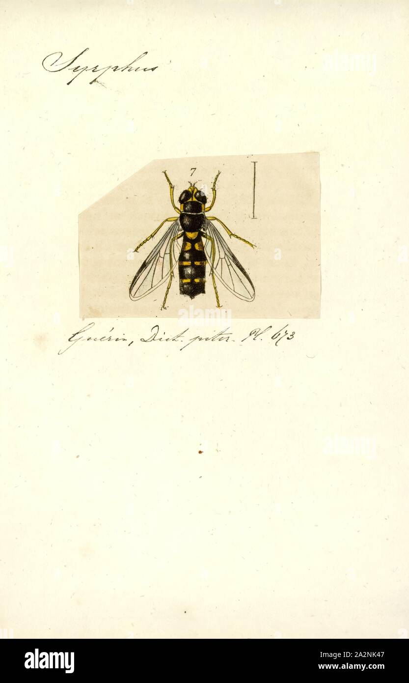 Syrphus, stampa Syrphus è un genere di hoverflies. Esso può essere distinto da altri generi della tribù Syrphini perché è il solo genere che ha i peli lunghi sulla superficie superiore del lobo inferiore del calypter (come pure i peli sul margine posteriore del calypter come nella maggior parte dei Syrphini Foto Stock