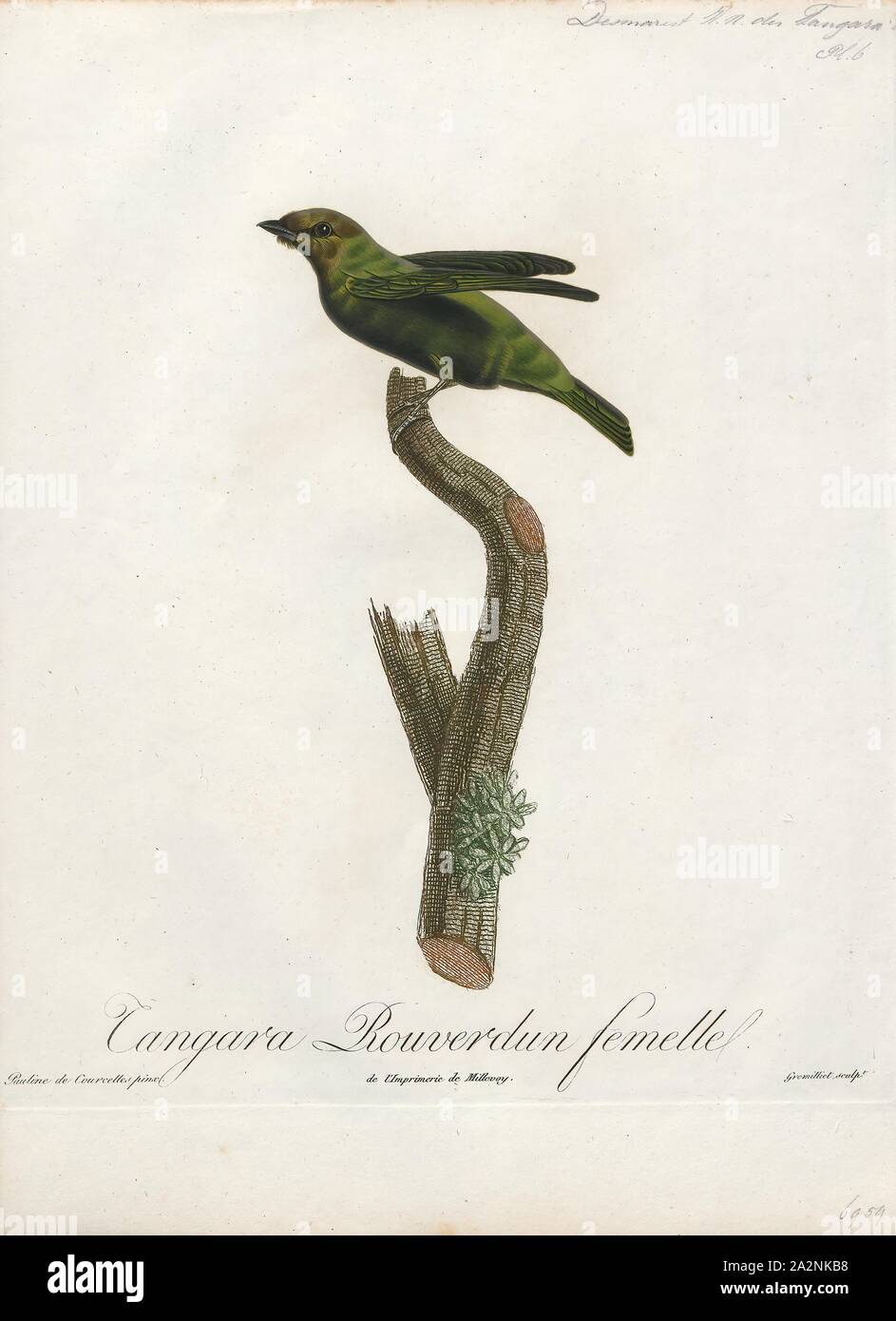 Tangara gyrola, stampa la baia capo-tanager (Tangara gyrola) è una di medie dimensioni passerine bird. Questo tanager è un allevatore residente in Costa Rica, Panama, Sud America sud in Ecuador Bolivia e Brasile meridionale e su Trinidad., 1805 Foto Stock