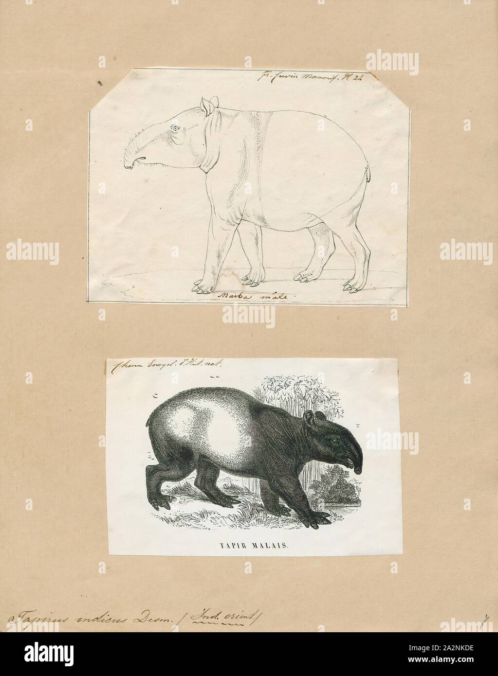 Tapirus indicus, stampa, il tapiro: la malese (Tapirus indicus), chiamato anche il tapiro Asiatico, tapiro Asiatico, tapiro orientali, tapiro indiano, o pezzati tapiro, è la più grande delle cinque specie di tapiro e il solo nativo per l'Asia. Il nome scientifico si riferisce alle Indie orientali, la specie " habitat naturale. In lingua malay, il tapiro è comunemente denominato cipan, tenuk o badak tampung., 1700-1880 Foto Stock