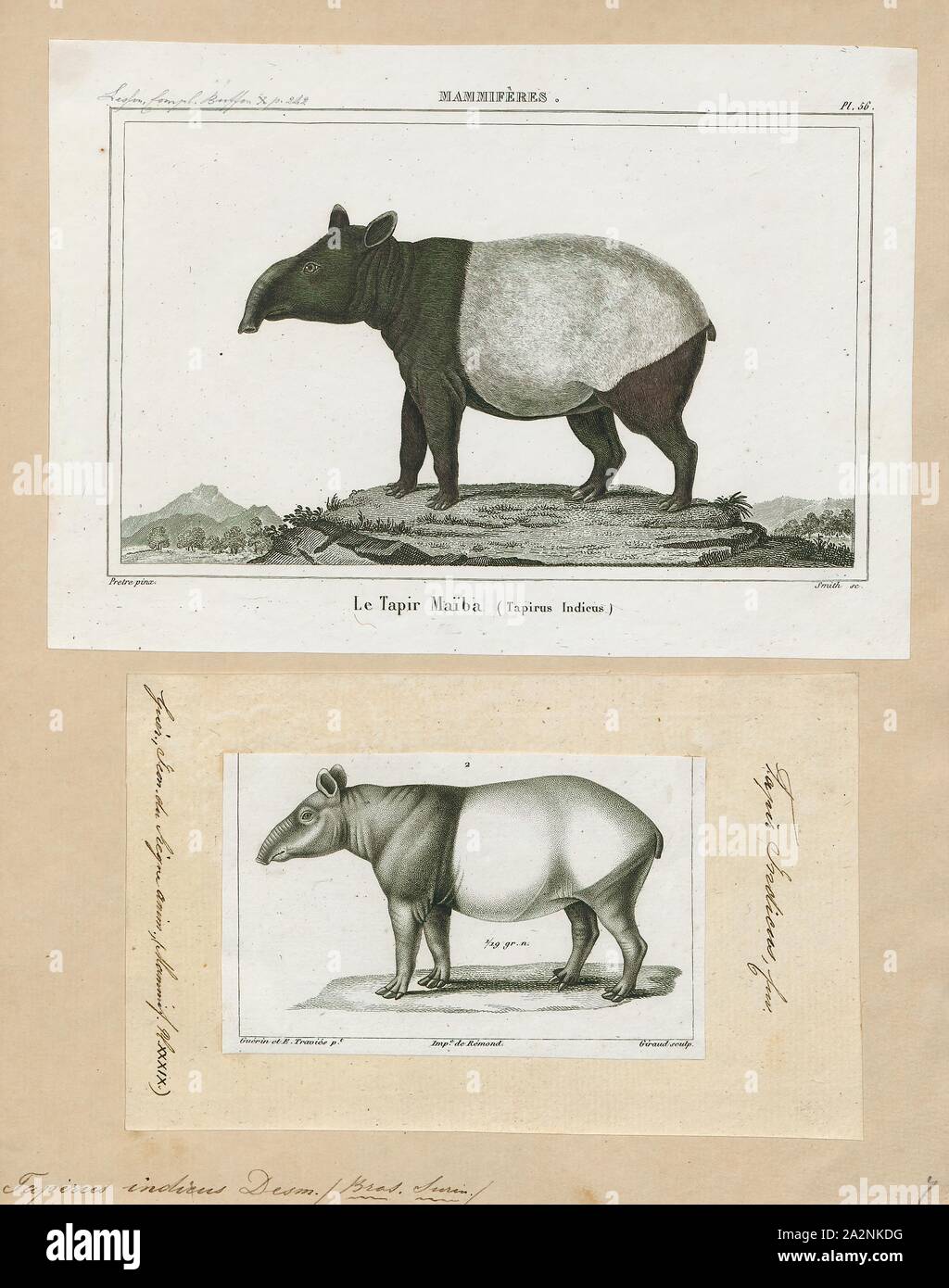 Tapirus indicus, stampa, il tapiro: la malese (Tapirus indicus), chiamato anche il tapiro Asiatico, tapiro Asiatico, tapiro orientali, tapiro indiano, o pezzati tapiro, è la più grande delle cinque specie di tapiro e il solo nativo per l'Asia. Il nome scientifico si riferisce alle Indie orientali, la specie " habitat naturale. In lingua malay, il tapiro è comunemente denominato cipan, tenuk o badak tampung., 1700-1880 Foto Stock