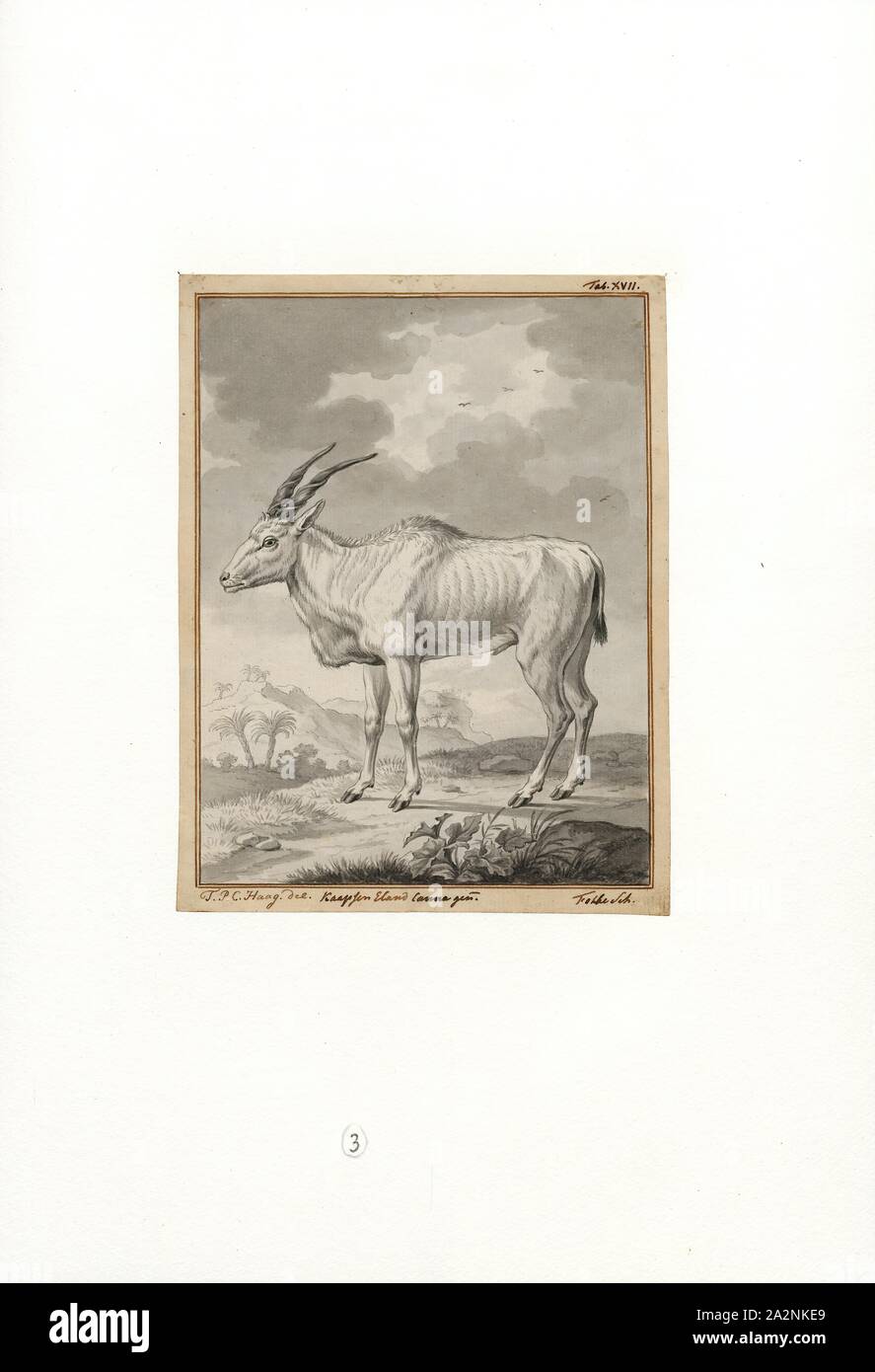 Taurotragus oryx, stampa 1737-1812 Foto Stock