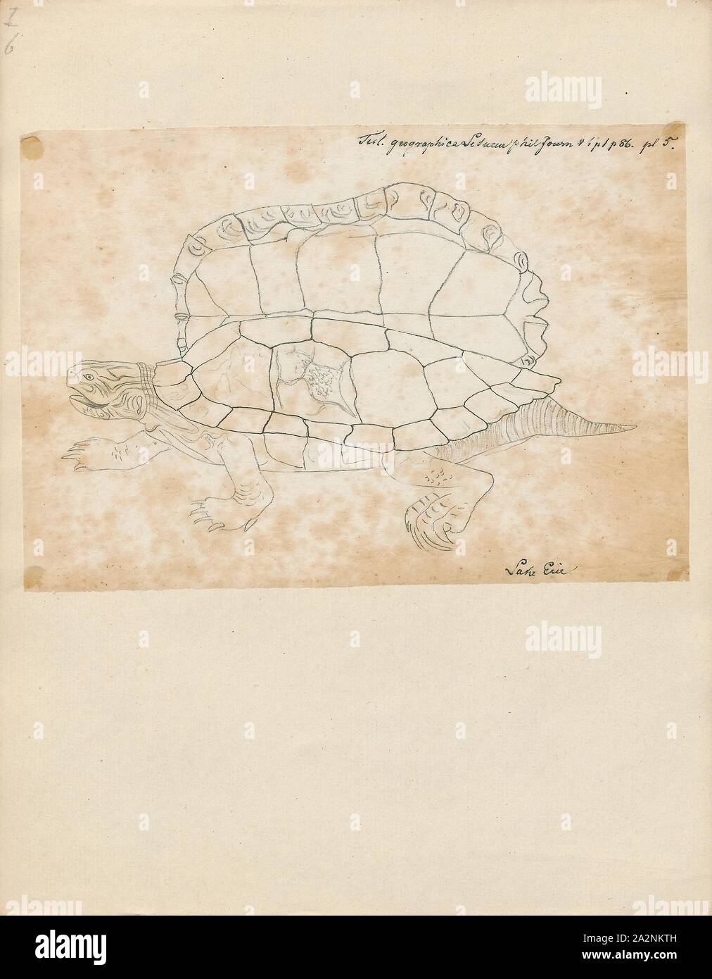 Testudo geographica, stampare la mappa del nord tartaruga (Graptemys geographica), o mappa comune tartaruga, è una tartaruga acquatica nella famiglia Emydidae. È endemico in Nord America., 1700-1880 Foto Stock