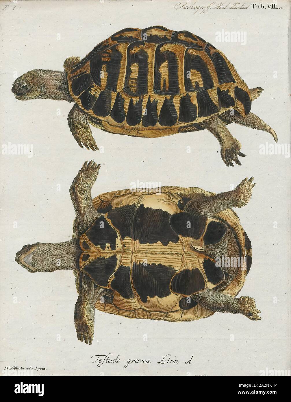 Testudo graeca, stampa la tartaruga greca (Testudo graeca), anche conosciuto comunemente come lo sperone-thighed tartaruga, è una specie di tartaruga in famiglia Testudinidae. Testudo graeca è una delle cinque specie di tartarughe del Mediterraneo (generi Testudo e Agrionemys). Le altre quattro specie sono Hermann's tartaruga (Testudo hermanni), la tartaruga egiziana (Testudo kleinmanni), la Testuggine marginata (Testudo marginata) e il russo tartaruga (Agrionemys horsfieldii). La tartaruga greca è molto lunga vita animale, il raggiungimento di una durata di vita di verso l'alto di 125 anni, con alcuni rapporti non verificati fino a Foto Stock