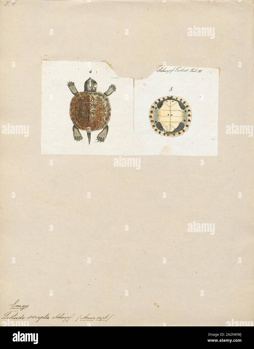 Testudo scripta, Stampa lato dello stomaco Foto Stock