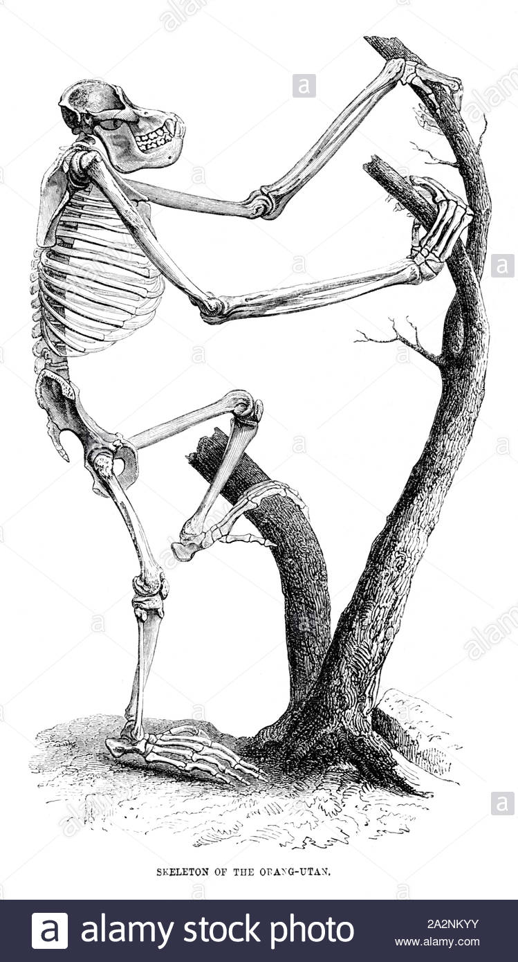 Lo scheletro di un orangutan, illustrazione vintage 1884 Foto Stock