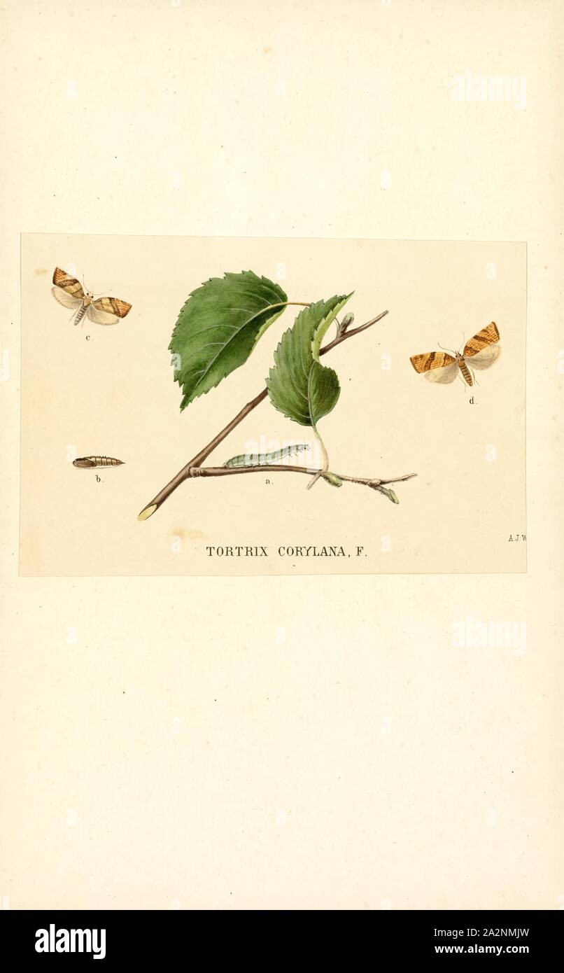 Tortrix, stampa Tortrix è un genere di falene appartenenti alla famiglia Tortricidae Foto Stock