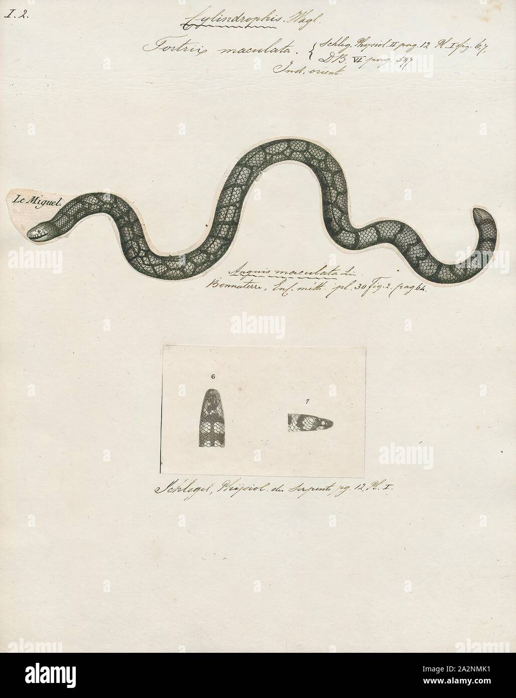 Tortrix maculata, stampa Tortrix è un genere di falene appartenenti alla famiglia Tortricidae., 1700-1880 Foto Stock