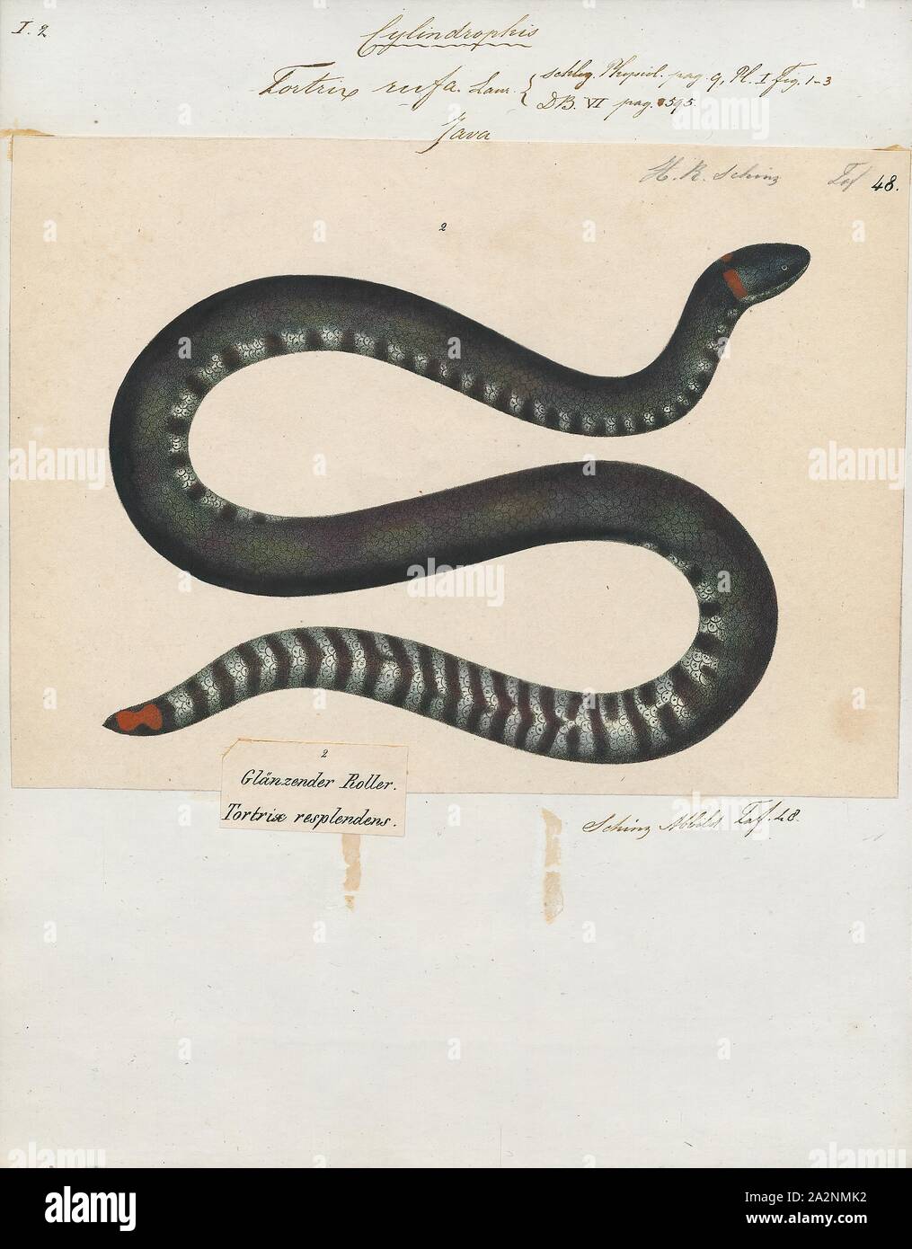Tortrix rufa, stampa, il rosso-tubo codato snake, rosso serpente del cilindro o tubo comune snake, Cylindrophis ruffus è una specie di serpente trovato nel sud-est asiatico. N. di sottospecie sono attualmente riconosciuti., 1700-1880 Foto Stock