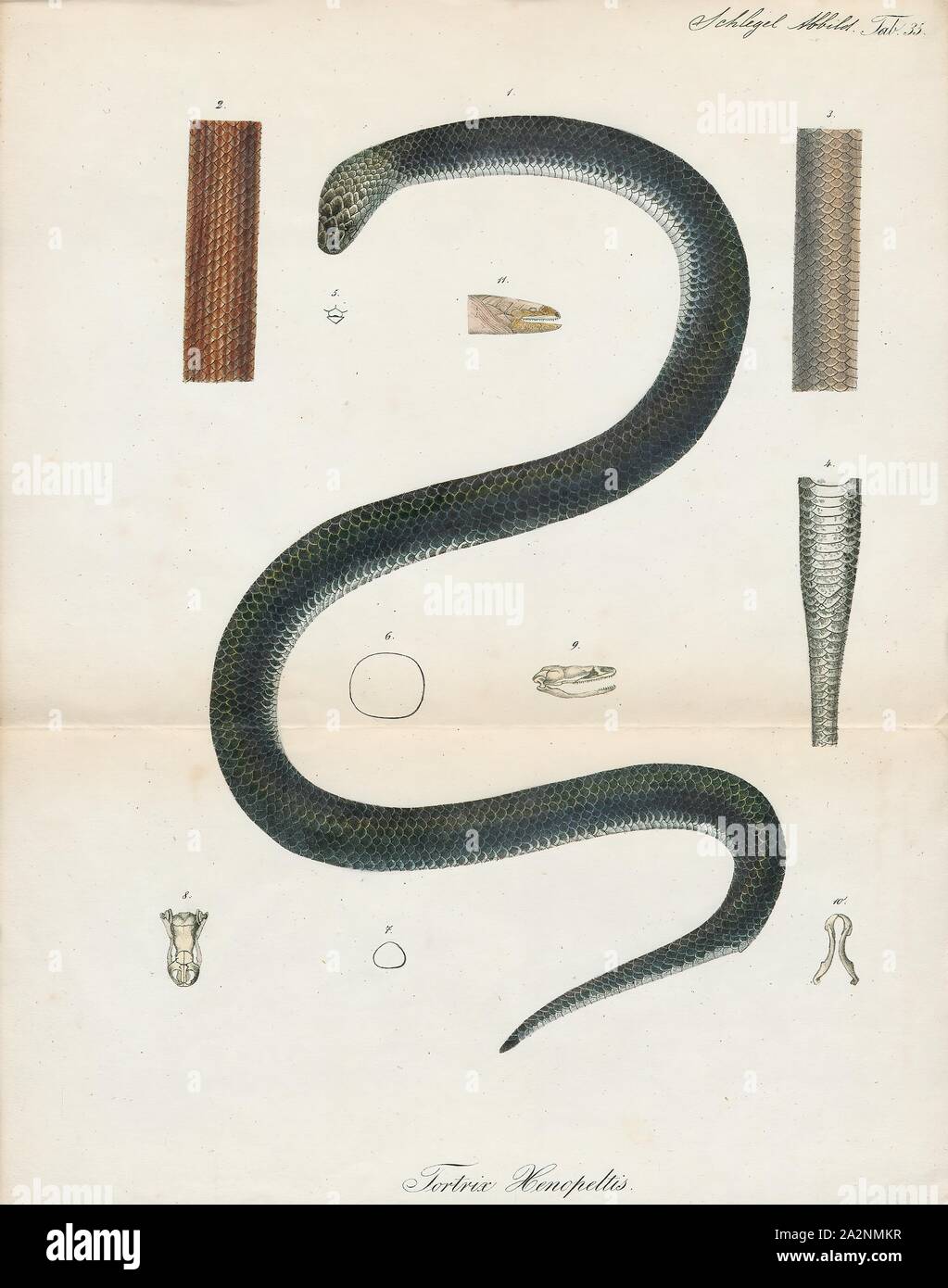 Tortrix xenopeltis, stampa Xenopeltis unicolor è un non-infame sunbeam snake delle specie che si trovano nel sud-est asiatico e in alcune regioni dell'Indonesia. Questa è una primitiva snake noto sia per la sua elevata scale iridescenti e la sua capacità di riprodurre rapidamente, in quanto si tratta di ovipari e in quanto tale è in grado di stabilire fino a 10 uova alla volta. N. di sottospecie sono attualmente riconosciuti., 1700-1880 Foto Stock