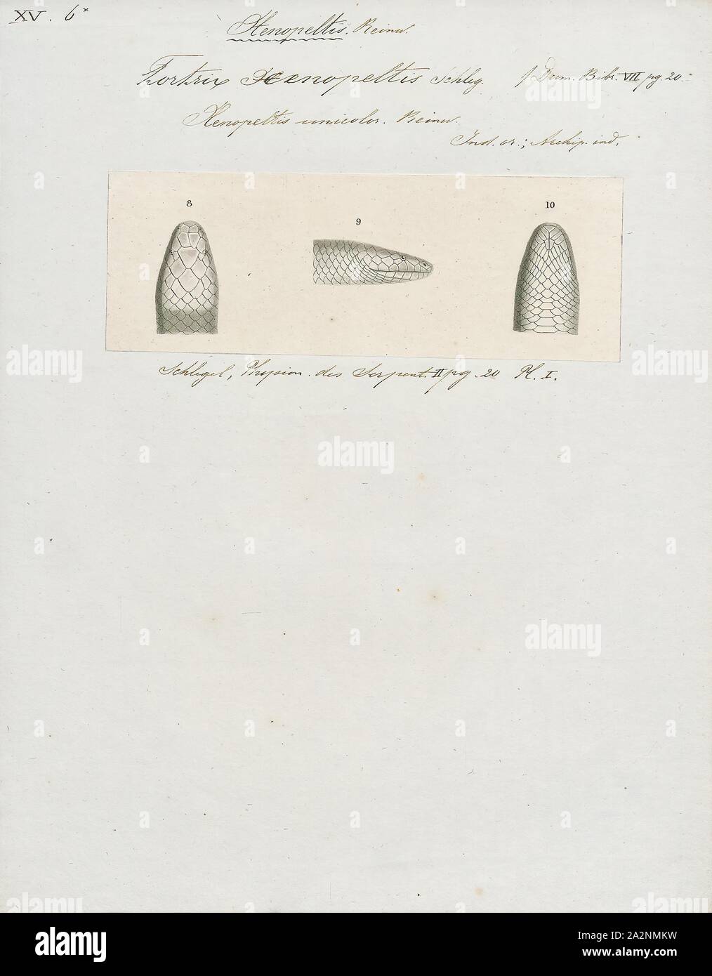 Tortrix xenopeltis, stampa Xenopeltis unicolor è un non-infame sunbeam snake delle specie che si trovano nel sud-est asiatico e in alcune regioni dell'Indonesia. Questa è una primitiva snake noto sia per la sua elevata scale iridescenti e la sua capacità di riprodurre rapidamente, in quanto si tratta di ovipari e in quanto tale è in grado di stabilire fino a 10 uova alla volta. N. di sottospecie sono attualmente riconosciuti., testa Foto Stock