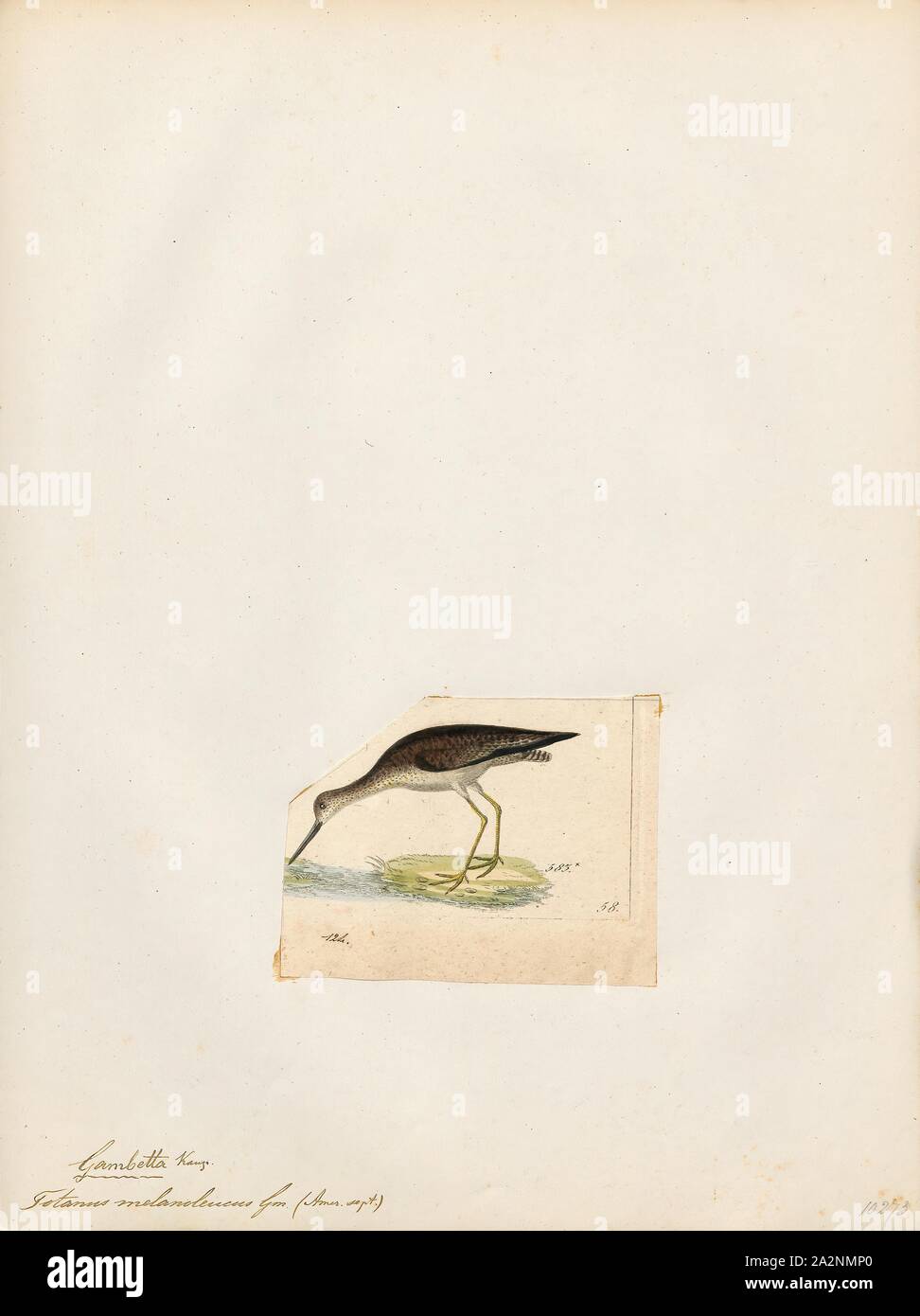 Totanus melanoleucus, stampa il maggiore (yellowlegs Tringa melanoleuca) è un grande North American shorebird. Il nome del genere Tringa è il nuovo nome latino dato al green sandpiper da Aldrovandus nel 1599 sulla base di greco antico trungas, un tordo-dimensioni, bianco-rumped, coda-bobbing trampolieri citato da Aristotele. La specifica melanoleuca viene dal greco antico melas, "in nero Foto Stock