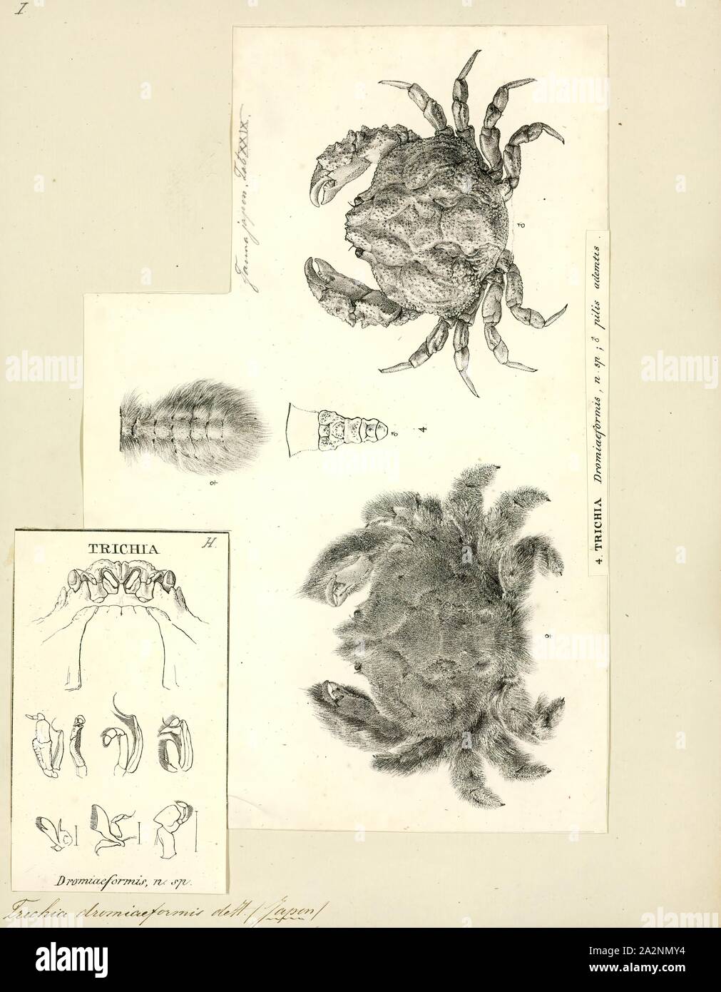 Trichia dromiaeformis, stampa Trichia è un genere di limo stampi in famiglia Trichiaceae Foto Stock