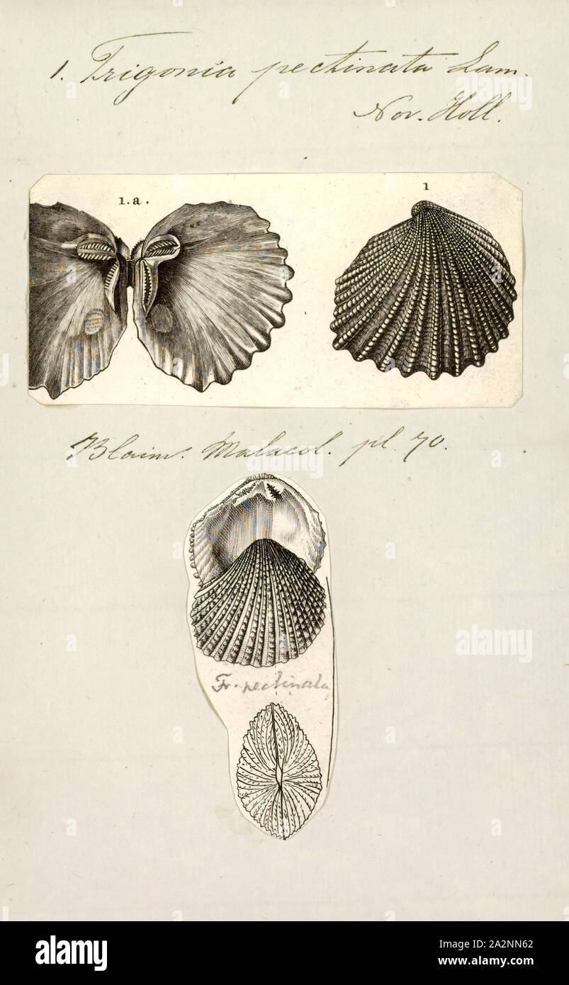 Trigonia pectinata, Stampa schema di Trigonia costata James Parkinson, mostrando principali caratteristiche morfologiche del guscio esterno;un anteriore); p); posteriore d dorsale); v) ventrale di; F) fianco; a) zona; c) Costae; mc) marginale costata CarinaTrigonia varia tra il Giurassico Inferiore (Toarcian) al middle Jurassic (Callovian).. Trigonia è un genere estinto di acqua salata le vongole, fossili marini mollusco bivalve in famiglia Trigoniidae. La gamma di fossili del genere spazia Paleozoico, Mesozoico e Paleocene del Cenozoico, da 298 a 56 Ma Foto Stock