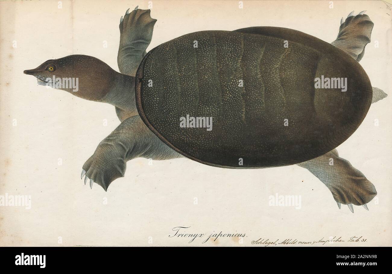 Trionix japonicus, stampa Trionix è un genere di tartarughe softshell appartenente alla famiglia Trionychidae. In passato molte specie della famiglia sono state classificate in questo genere, ma oggi T. triunguis, l'Africano o Nilo softshell tartaruga, è il solo extant softshell ancora classificato come Trionyx. Le altre specie ancora assegnata a questo genere sono noti solo da fossili. T. triunguis è un relativamente grande, acquatico piscivore., 1700-1880 Foto Stock