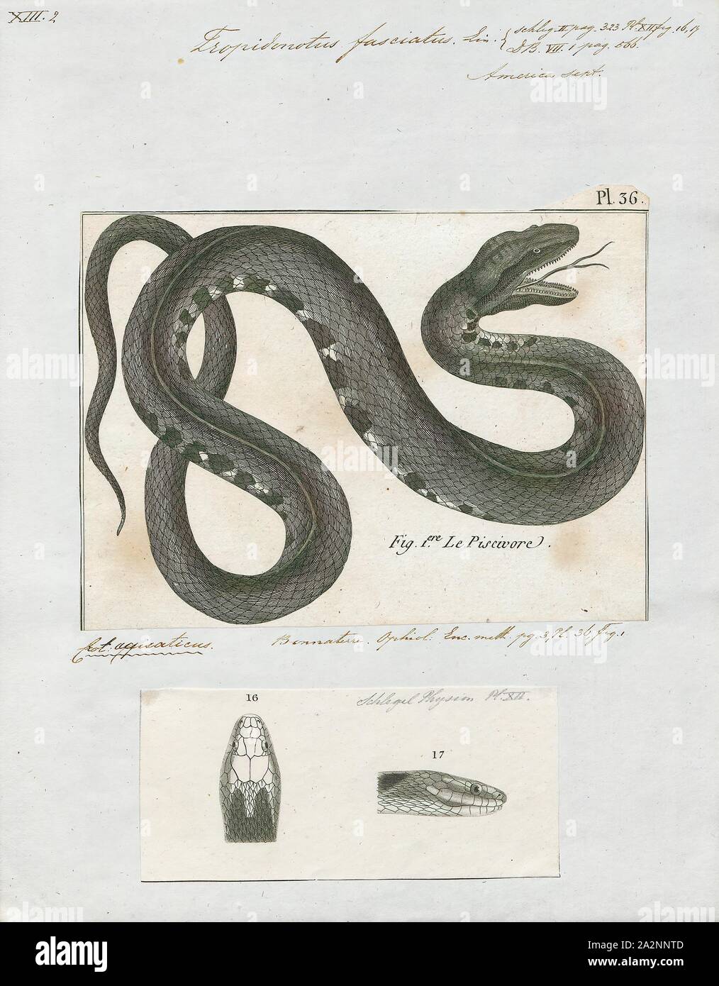 Tropidonotus fasciatus, stampa le fasce di serpente di acqua o acqua meridionale snake (Nerodia fasciata) è una specie di gran parte acquatica, nonvenomous, colubrid snake endemico della centrale e sud-est degli Stati Uniti., 1700-1880 Foto Stock