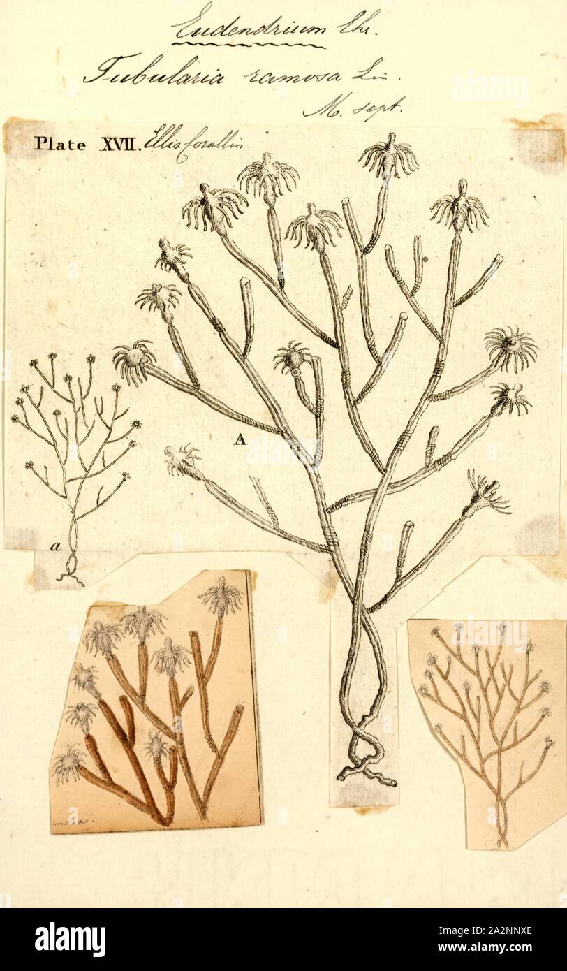 Tubularia ramosa, stampa Eudendrium ramosum, talvolta noto come l'albero hydroid, è una specie marine di cnidaria, un hydroid (Idrozoi) nella famiglia Eudendriidae dell'ordine Anthoathecata Foto Stock