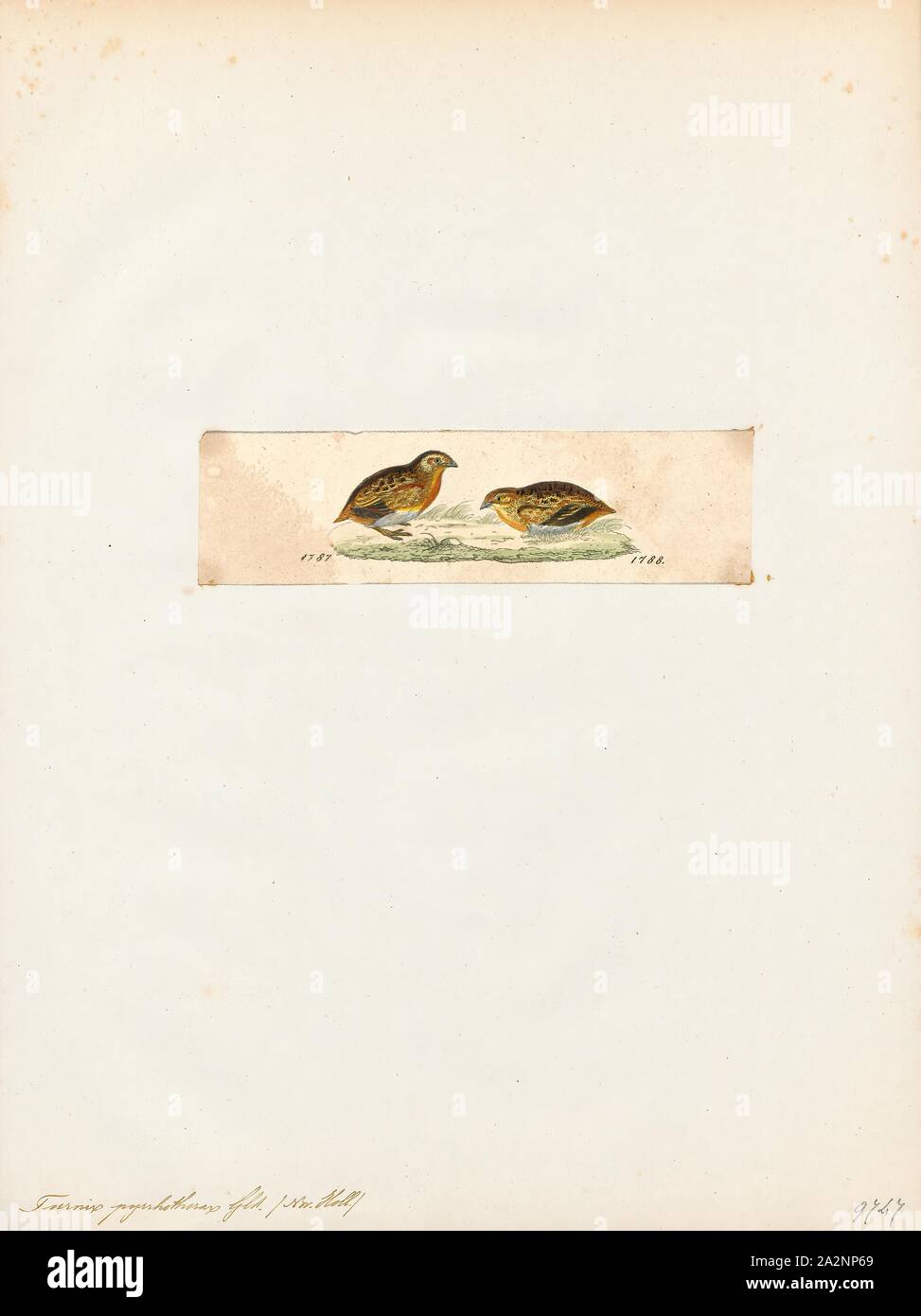Turnix pyrrhothorax, stampa, il rosso-chested buttonquail (Turnix pyrrhothorax) è una specie di uccello della famiglia Turnicidae. È endemico in Australia. La specie è generalmente considerato come una diffusa, anche se raro, nel Nuovo Galles del Sud, Queensland, settentrionale dell Australia Occidentale e la parte settentrionale del territorio e sono classificate come vulnerabili in Victoria., 1820-1863 Foto Stock
