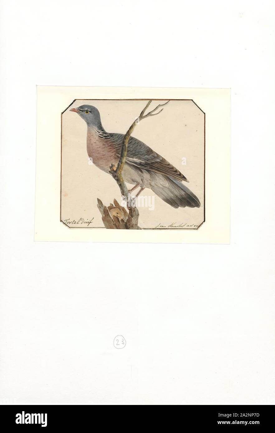 Auritus turtur, stampa Turtur è un piccolo genere di colombe nativa per l Africa sub-sahariana. Esso comprende 5 specie, 1753-1834 Foto Stock