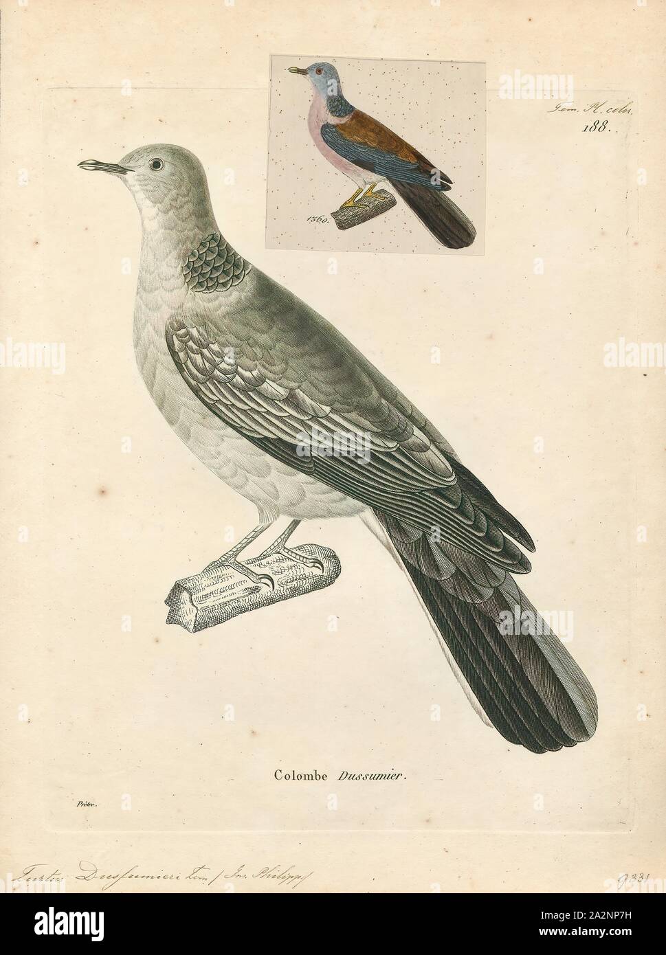 Turtur dussumieri, stampa Turtur è un piccolo genere di colombe nativa per l Africa sub-sahariana. Esso comprende 5 specie, 1700-1880 Foto Stock