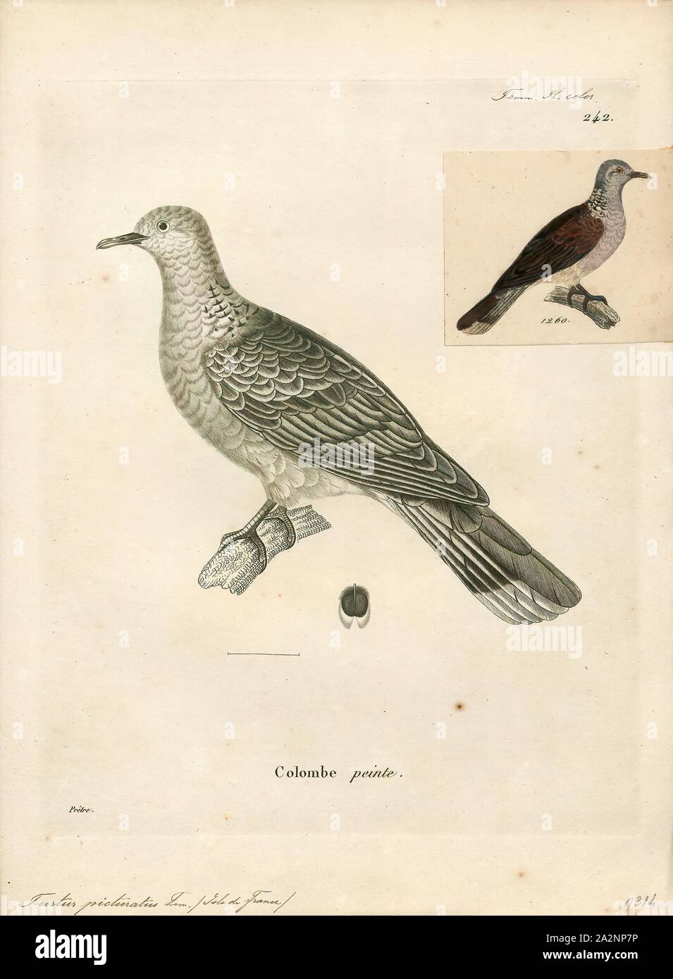 Turtur picturatus, Stampa Il malgascio tortora (Nesoenas picturatus) è una specie di uccello nel piccione e dove la famiglia, Columbidi. Si è trovato in territorio britannico dell'Oceano Indiano, Comore, Madagascar, Maurizio, Mayotte, Réunion e Seychelles., 1700-1880 Foto Stock