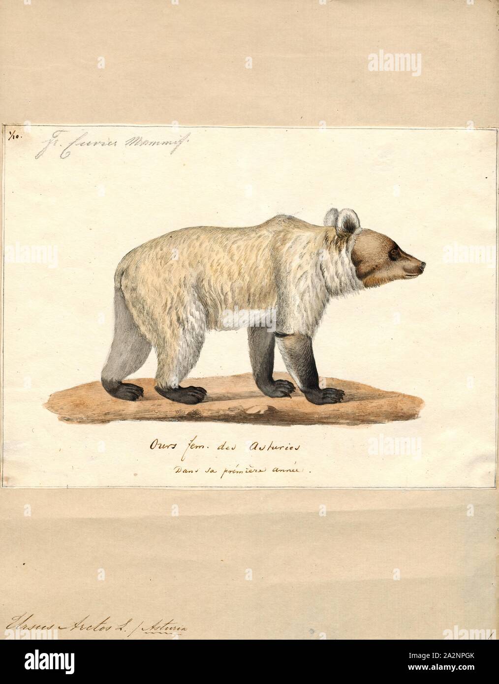 Ursus arctos, stampa l'orso bruno (Ursus arctos) è un orso che si trova in gran parte dell'Eurasia settentrionale e Nord America. In Nord America, le popolazioni di orso bruno sono spesso chiamati orsi grizzly. Si tratta di uno dei più grandi terrestre vivente membri dell Ordine Carnivora, rivaleggiava con dimensioni solo dal suo parente più vicino, l'orso polare (Ursus maritimus), che è molto meno di dimensione variabile e di dimensioni leggermente più grandi rispetto alla media., 1700-1880 Foto Stock