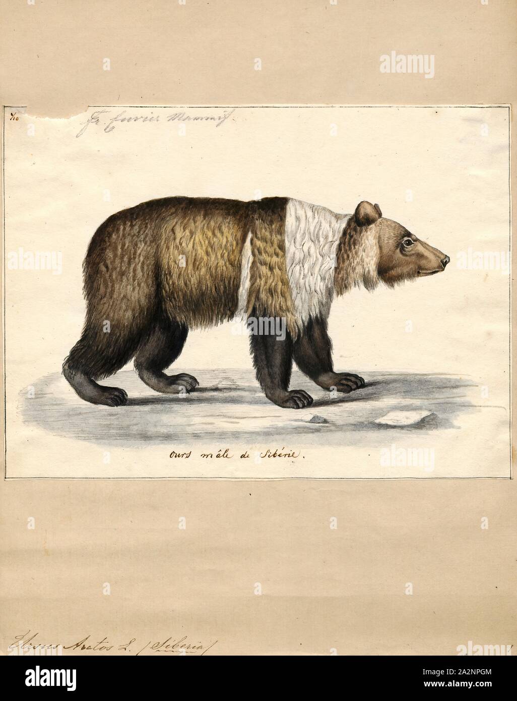 Ursus arctos, stampa l'orso bruno (Ursus arctos) è un orso che si trova in gran parte dell'Eurasia settentrionale e Nord America. In Nord America, le popolazioni di orso bruno sono spesso chiamati orsi grizzly. Si tratta di uno dei più grandi terrestre vivente membri dell Ordine Carnivora, rivaleggiava con dimensioni solo dal suo parente più vicino, l'orso polare (Ursus maritimus), che è molto meno di dimensione variabile e di dimensioni leggermente più grandi rispetto alla media., 1700-1880 Foto Stock