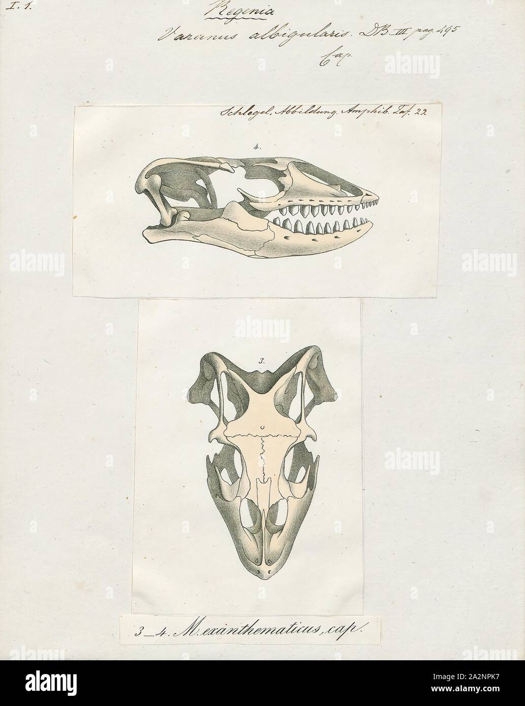 Varanus albigularis, stampa la roccia monitor (Varanus albigularis), anche chiamato comunemente il bianco-throated monitor, è una specie di lucertola monitor nella famiglia Varanidae. La specie è endemica di centrale, orientale e sud Africa. È la seconda più lunga lizard trovati sul continente e il più pesante e corposi; localmente, è chiamato o leguaan likkewaan., 1700-1880 Foto Stock