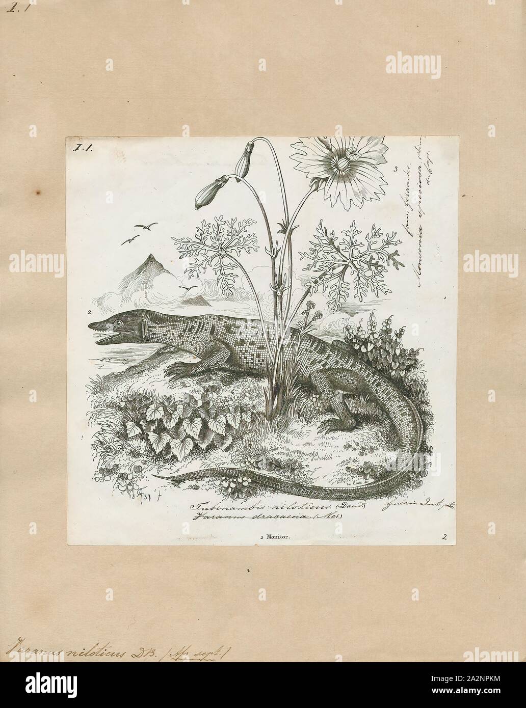 Varanus niloticus, stampa il Nilo monitor (Varanus niloticus) è un elemento di grandi dimensioni del monitor (Famiglia Varanidae) trovato in tutto il territorio dell Africa, ma è assente da ovest, dove è sostituito da Varanus stellatus. Altri nomi comuni includono l africano piccola lucertola di grano, acqua leguaan o fiume leguaan (leguan, leguaan e likkewaan significa monitorare lizard in South African inglese, e possono essere utilizzati in modo intercambiabile)., 1700-1880 Foto Stock