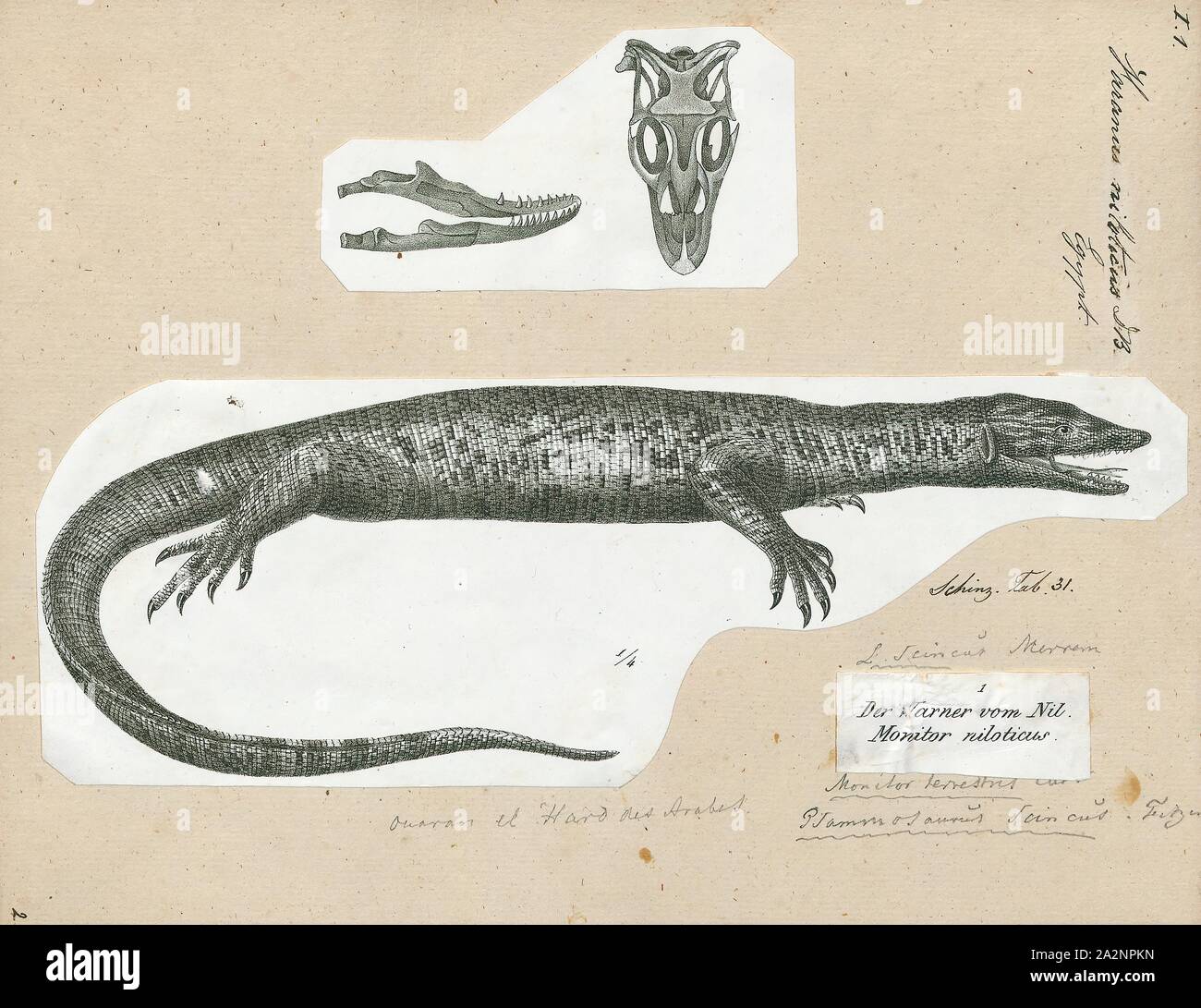 Varanus niloticus, stampa il Nilo monitor (Varanus niloticus) è un elemento di grandi dimensioni del monitor (Famiglia Varanidae) trovato in tutto il territorio dell Africa, ma è assente da ovest, dove è sostituito da Varanus stellatus. Altri nomi comuni includono l africano piccola lucertola di grano, acqua leguaan o fiume leguaan (leguan, leguaan e likkewaan significa monitorare lizard in South African inglese, e possono essere utilizzati in modo intercambiabile)., 1700-1880 Foto Stock