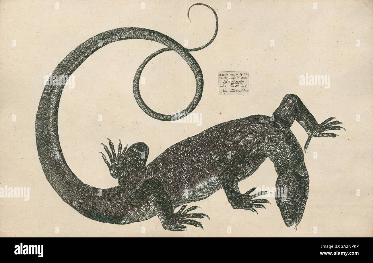 Varanus niloticus, stampa il Nilo monitor (Varanus niloticus) è un elemento di grandi dimensioni del monitor (Famiglia Varanidae) trovato in tutto il territorio dell Africa, ma è assente da ovest, dove è sostituito da Varanus stellatus. Altri nomi comuni includono l africano piccola lucertola di grano, acqua leguaan o fiume leguaan (leguan, leguaan e likkewaan significa monitorare lizard in South African inglese, e possono essere utilizzati in modo intercambiabile)., 1700-1880 Foto Stock