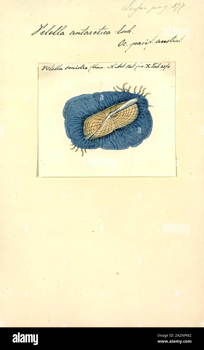 Velella Antartide, stampa Velella è un genere monospecifico di idrozoi nella famiglia Porpitidae. La sua unica specie nota è Velella velella, un cosmopolita free-floating hydrozoan che vive sulla superficie dell'oceano aperto. Esso è comunemente noti con i nomi di mare zattera, dai-wind sailor, viola la vela, piccola vela, o semplicemente Velella Foto Stock