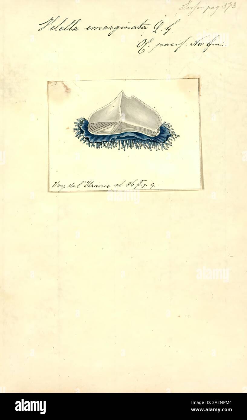 Velella emarginata, stampa Velella è un genere monospecifico di idrozoi nella famiglia Porpitidae. La sua unica specie nota è Velella velella, un cosmopolita free-floating hydrozoan che vive sulla superficie dell'oceano aperto. Esso è comunemente noti con i nomi di mare zattera, dai-wind sailor, viola la vela, piccola vela, o semplicemente Velella Foto Stock