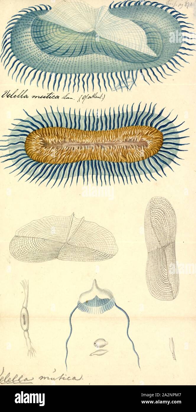 Velella mutica, stampa Velella è un genere monospecifico di idrozoi nella famiglia Porpitidae. La sua unica specie nota è Velella velella, un cosmopolita free-floating hydrozoan che vive sulla superficie dell'oceano aperto. Esso è comunemente noti con i nomi di mare zattera, dai-wind sailor, viola la vela, piccola vela, o semplicemente Velella Foto Stock