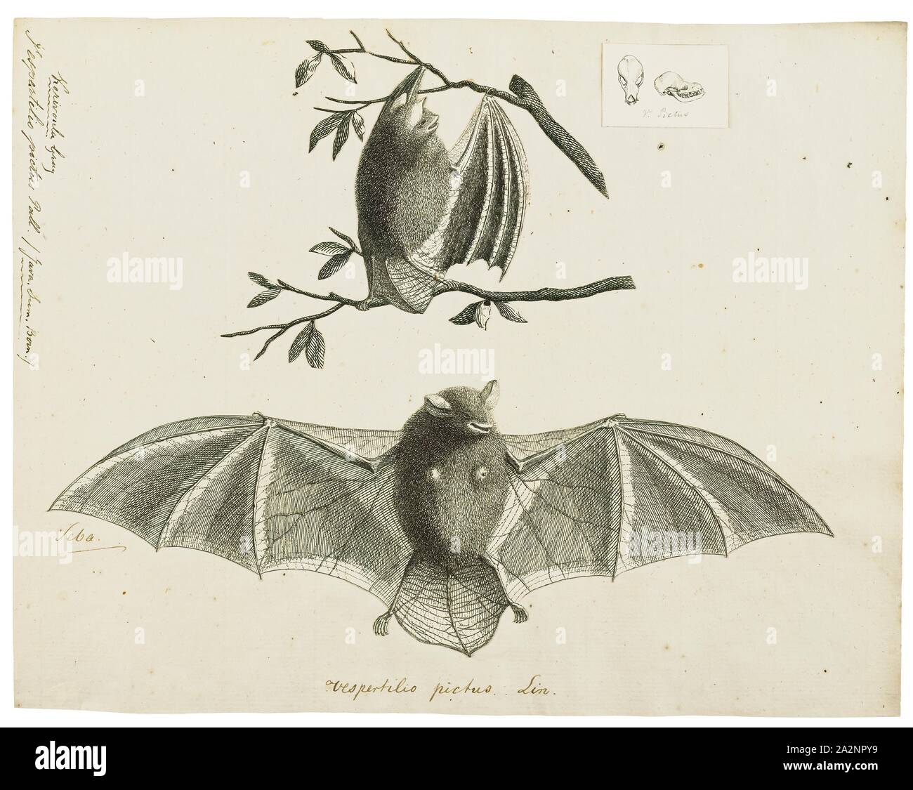 Vespertilio pictus, stampa Vespertilio è un genere di pipistrelli nella famiglia Vespertilionidae. Il nome comune per questa famiglia di prodotti è vesper pipistrelli, che è una migliore classificazione noto di Vespertilio., 1700-1880 Foto Stock