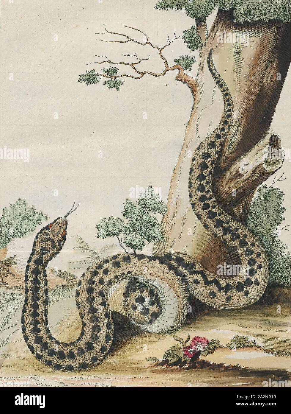 il peggior morso di serpente mai visto