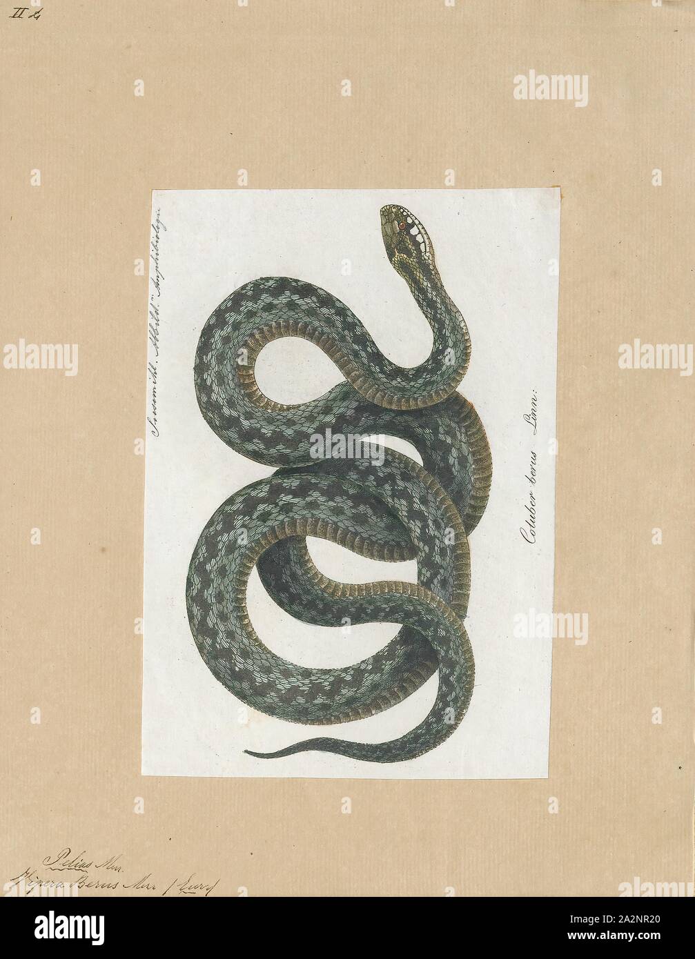 il peggior morso di serpente mai visto