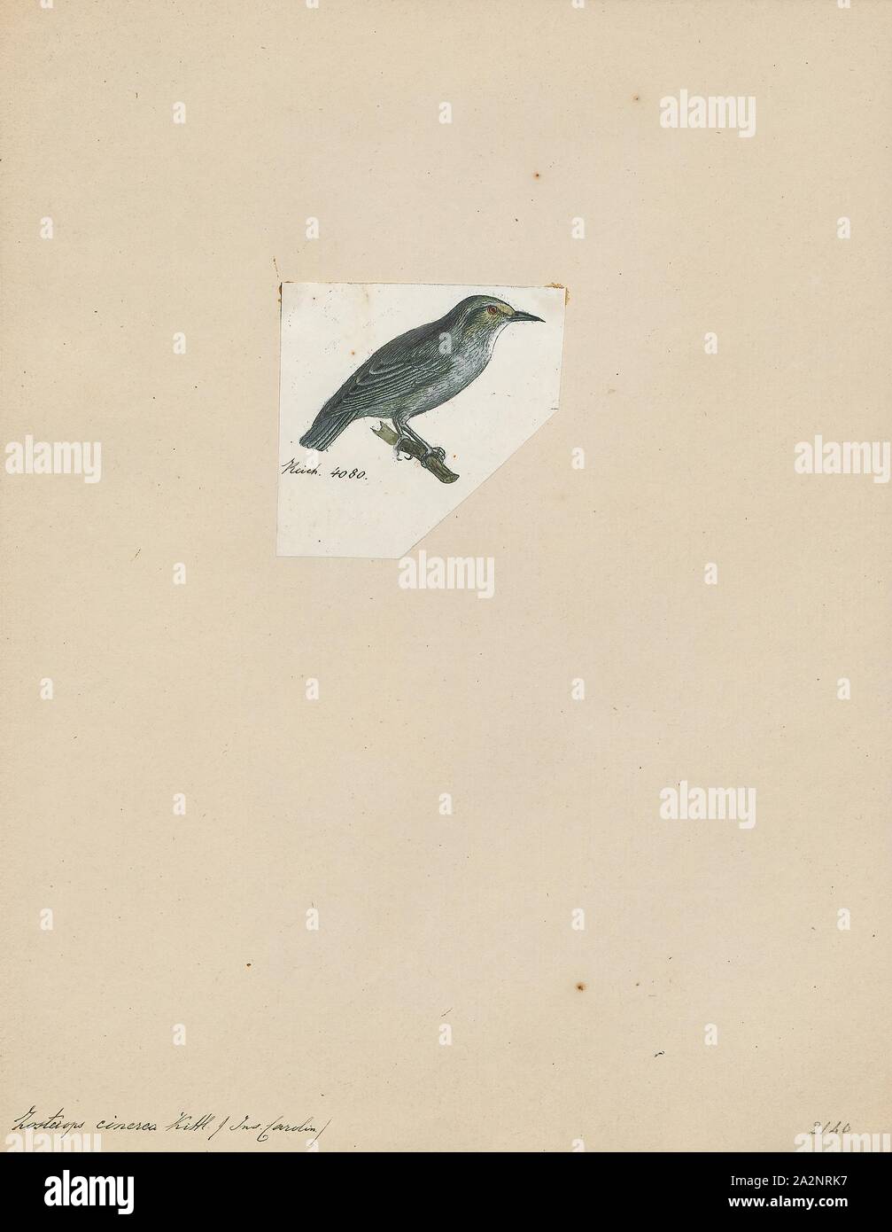 Zosterops cinerea, stampa Zosterops (il significato di "eye-corpino") è un genere di uccelli passerine contenente il tipico bianco-occhi in bianco-eye family Zosteropidae. Il genere ha il più grande numero di specie in bianco-eye family. Essi si verificano in Afrotropic ecoregione, la zona Indomalaya, e l'Australasia ecozone. Tipico bianco-occhi hanno una lunghezza compresa tra 8 e 15 cm (3.1 e 5.9). La loro più caratteristica è una cospicua piuma bianco anello intorno all'occhio, anche se alcune specie la mancanza di esso. La specie in questo gruppo di variare in adattamenti strutturali della linguetta. Il Zosterops [ Foto Stock