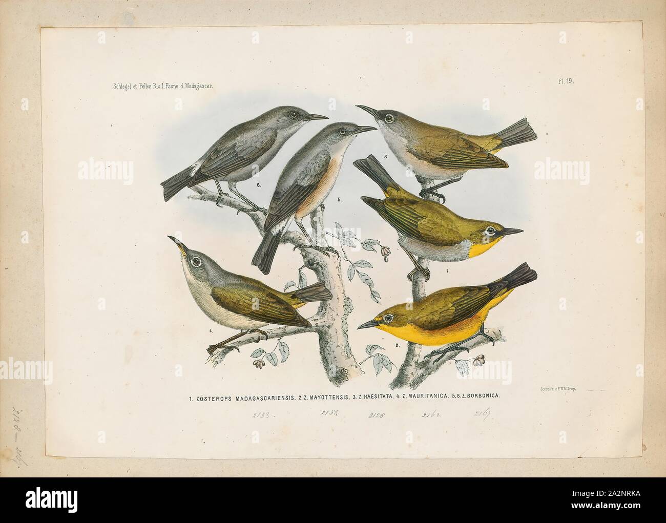 Zosterops haesitata, stampa Zosterops (il significato di "eye-corpino") è un genere di uccelli passerine contenente il tipico bianco-occhi in bianco-eye family Zosteropidae. Il genere ha il più grande numero di specie in bianco-eye family. Essi si verificano in Afrotropic ecoregione, la zona Indomalaya, e l'Australasia ecozone. Tipico bianco-occhi hanno una lunghezza compresa tra 8 e 15 cm (3.1 e 5.9). La loro più caratteristica è una cospicua piuma bianco anello intorno all'occhio, anche se alcune specie la mancanza di esso. La specie in questo gruppo di variare in adattamenti strutturali della linguetta. Il Zosterops Foto Stock