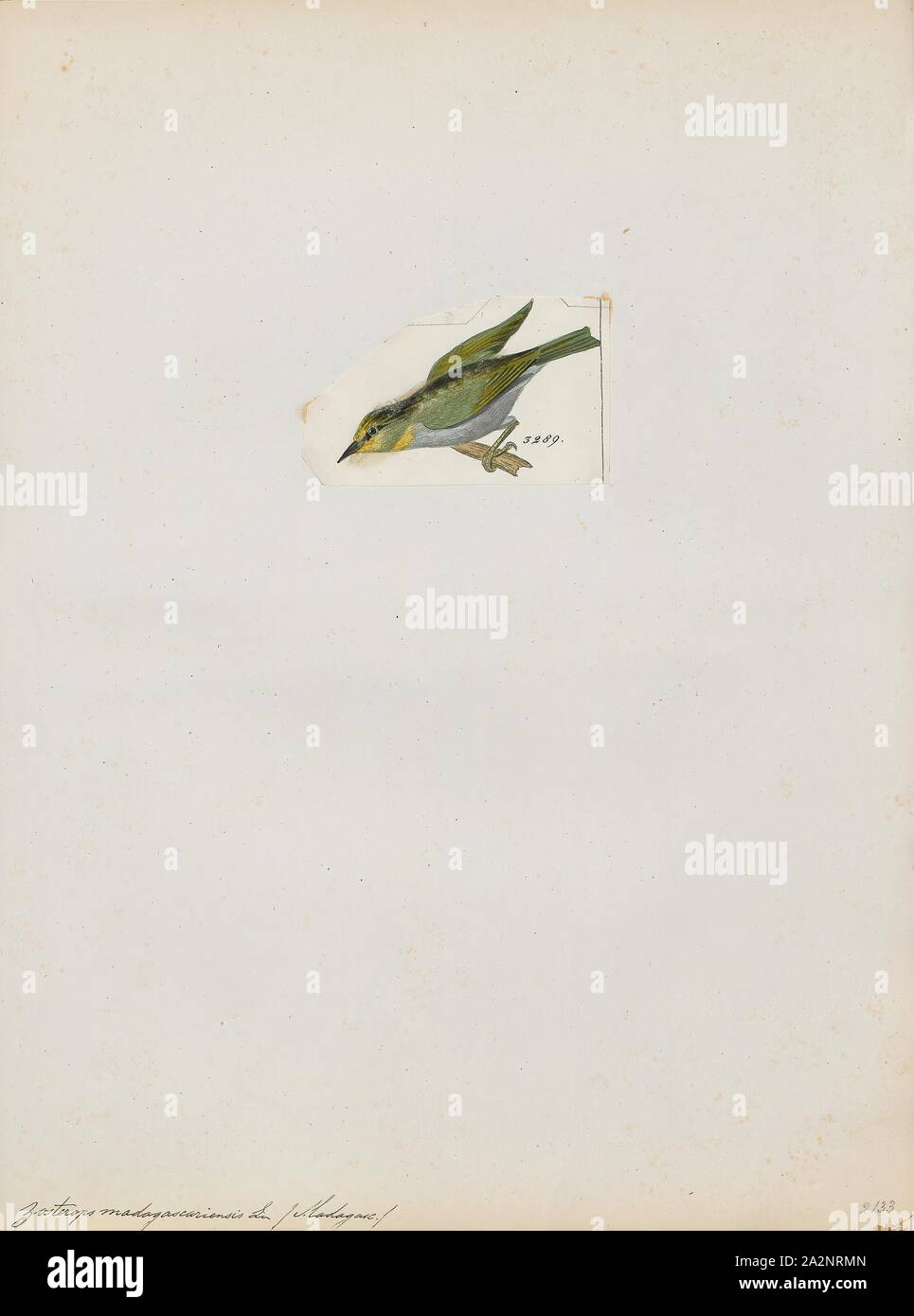 Zosterops madagascariensis, stampa Zosterops (il significato di "eye-corpino") è un genere di uccelli passerine contenente il tipico bianco-occhi in bianco-eye family Zosteropidae. Il genere ha il più grande numero di specie in bianco-eye family. Essi si verificano in Afrotropic ecoregione, la zona Indomalaya, e l'Australasia ecozone. Tipico bianco-occhi hanno una lunghezza compresa tra 8 e 15 cm (3.1 e 5.9). La loro più caratteristica è una cospicua piuma bianco anello intorno all'occhio, anche se alcune specie la mancanza di esso. La specie in questo gruppo di variare in adattamenti strutturali della linguetta. Il Foto Stock