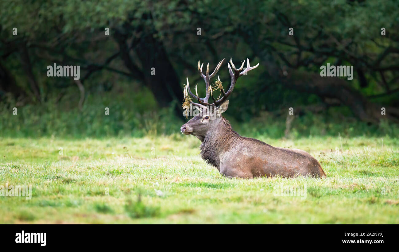 Territoriale di cervi rossi, Cervus elaphus, feste di addio al celibato con enormi corna sdraiato e il riposo nella natura tranquilla. I ruminanti selvatici in solchi nella stagione summerti Foto Stock