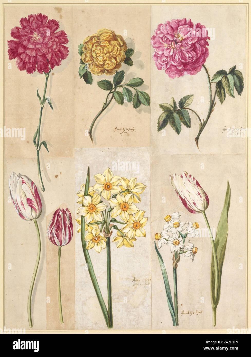 Red Carnation, muschio giallo-rosa, rosa rosso-rosa, bianco-rosso screziato tulipani, narcisi giallo e bianco narcisi, 1673, acquerello, assemblati su otto foglie, foliate: 49,2 x 36,6 cm, inscritto in marrone chiaro e penna nera: floruit d, 2 Juny 1673, floruit d 27 Juny ao., 1673, Anno 1673 floruit d 1 Aprile, floruit d 3 Aprile, Maria Sibylla Merian, Frankfurt a. M. 1647-1717 Amsterdam Foto Stock