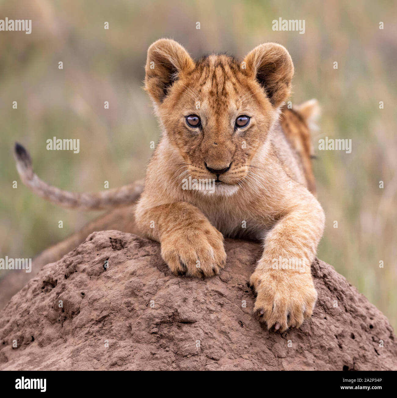 Lion Cub giocando in cima alla collina, il Masai Mara, Kenya Foto Stock