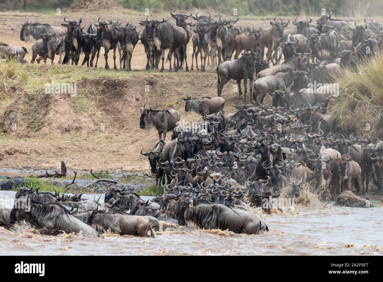 Mandria di gnu Attraversamento fiume Mara durante la migrazione annuale, il Masai Mara, Kenya Foto Stock