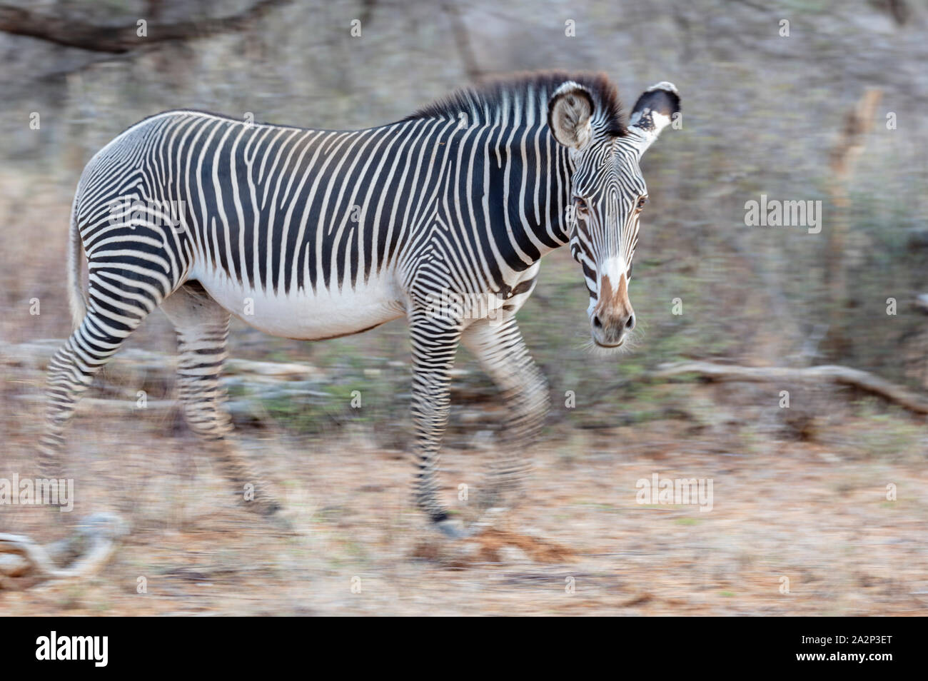 Di Grevy Zebra, Motion Blur, Samburu Reserve, Kenya Foto Stock